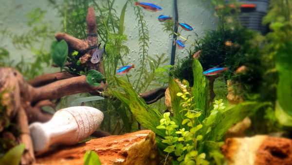 La beauté des plantes