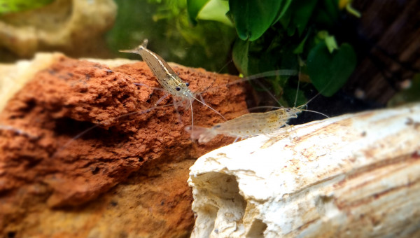 LE CANYON  OCCITAN vue d'ensemble