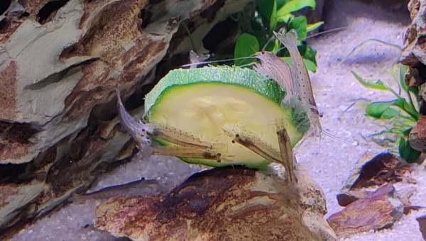 Caridina multidentata