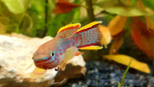 Fundulopanchax nigerianus innidere