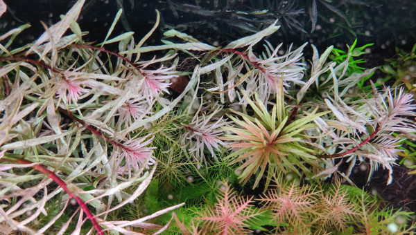 Ludwigia sp. White