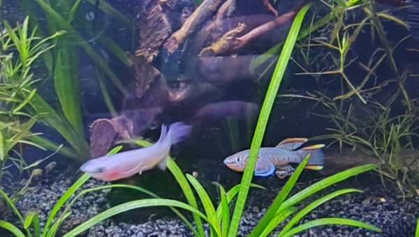 Jeune couple ♀️♂️ Fundulopanchax nigerianus innidere