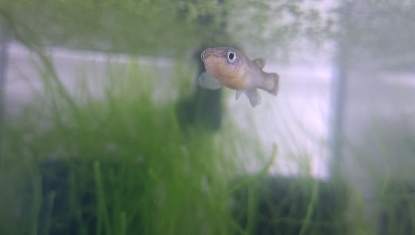 Fundulopanchax nigerianus Misajé ADL 13-15