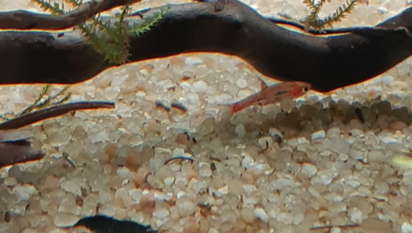Rasbora Orné