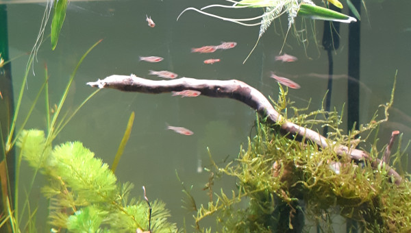 Rasbora Orné