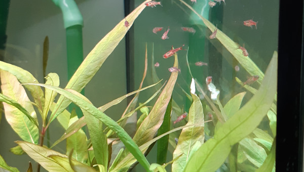 Rasbora Orné