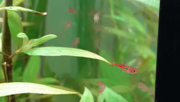 Rasbora Orné