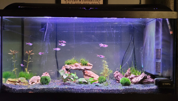 Introduction mousse de java