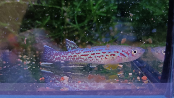 Fundulopanchax marmoratus mundemba GS 88-01