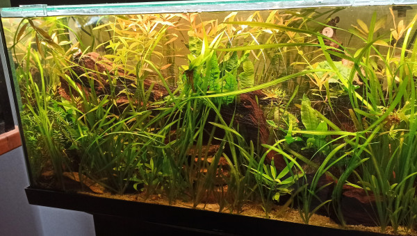 100L Diminutus - MAJ Photo