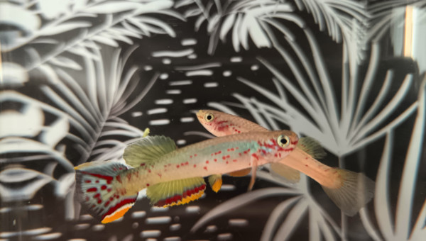 Couple ♀️♂️ Fundulopanchax scheeli