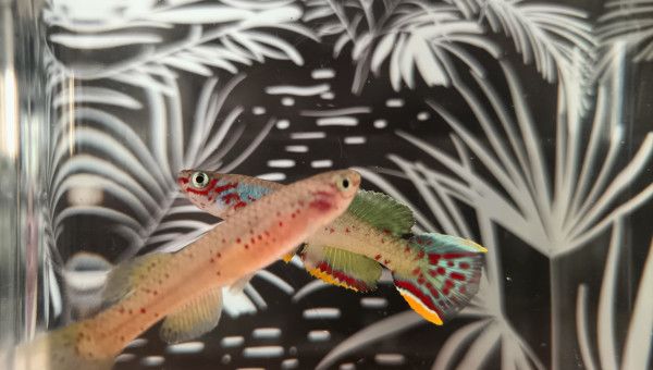 Couple ♀️♂️ Fundulopanchax scheeli