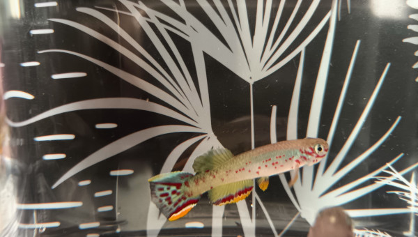 Couple ♀️♂️ Fundulopanchax scheeli