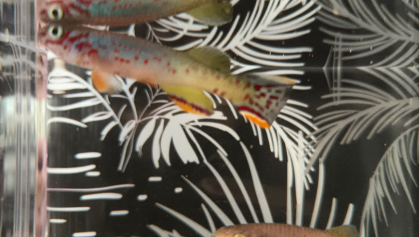 Couple ♀️♂️ Fundulopanchax scheeli