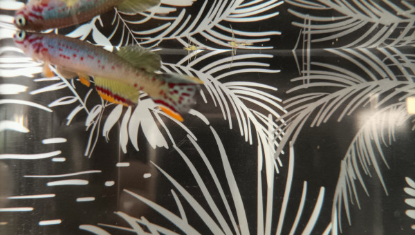 Mâle ♂️ Fundulopanchax scheeli