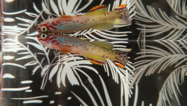 Mâle ♂️ Fundulopanchax scheeli