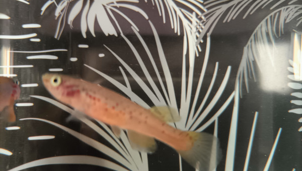 Femelle ♀️ Fundulopanchax scheeli