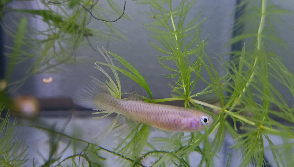 Femelle ♀️ reproductrice Aphyosemion schioetzi Ngombe Z 91-01