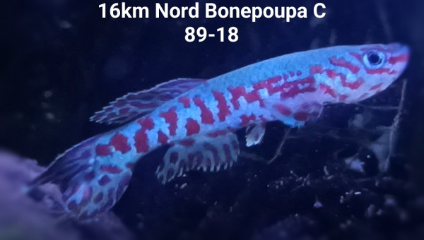 Fundulopanchax puerzli 16km Nord Bonepoupa C 89-18
