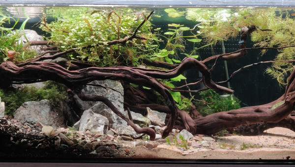 Nouveau bac 120L Tetraondons nains