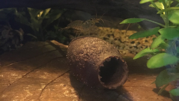 Ajout de gousses de cariniana (3)