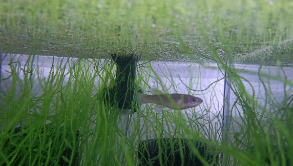 Fundulopanchax nigerianus Misajé ADL 13-15