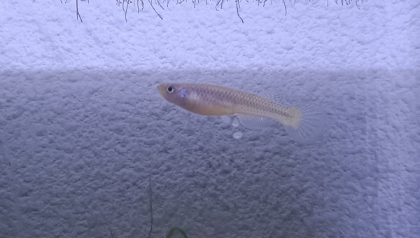 Aphyosemion aff. cognatum Mayitou-kou RC 19-59