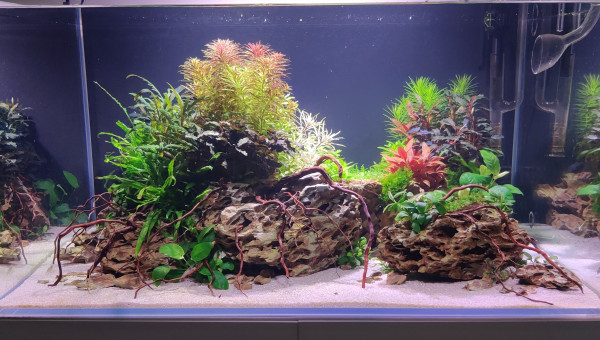 Taille et ajout de petites racines