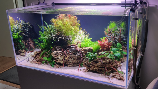 Taille et ajout de petites racines