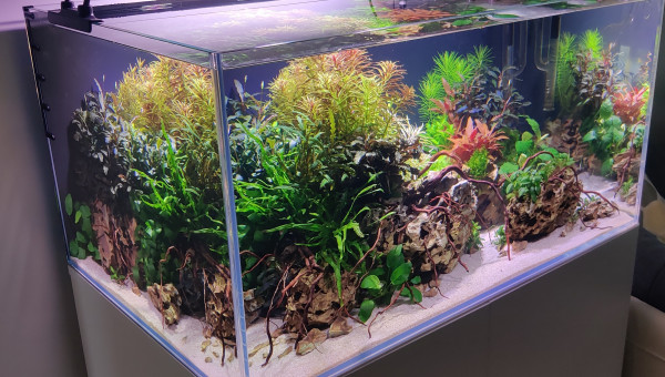 Taille et ajout de petites racines