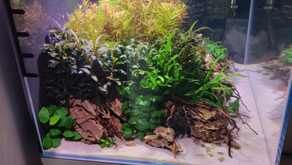 Taille et ajout de petites racines