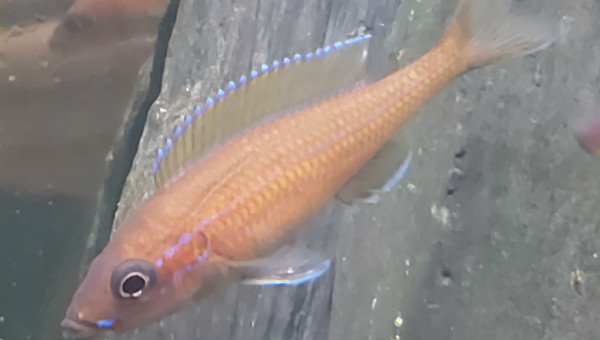 Paracyprichromis nigripinnis