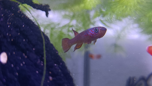 Aphyosemion schioetzi Ngombe Z 91-01 ♂️