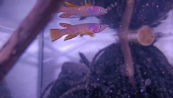 Mâle ♂️ Aphyosemion schioetzi Ngombe Z 91-01