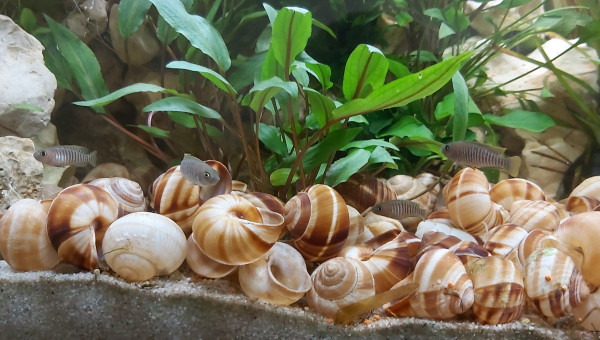 Cichlidés tanganyika planté