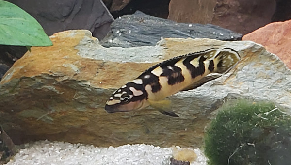 Cichlidés tanganyika planté