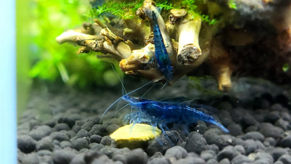 Blue velvet ou dream