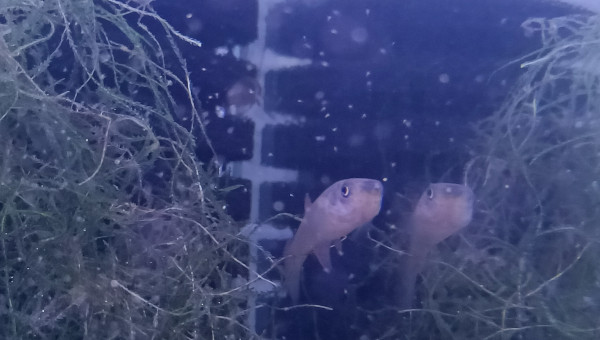 Femelle ♀️Aphyosemion schioetzi Ngombe Z 91-01