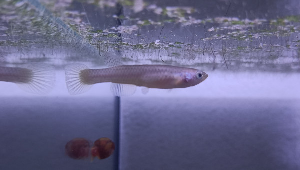 Femelle ♀️ Aphyosemion aff. cognatum Mayitou-kou RC 19-59