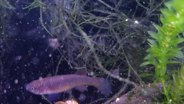 Femelle Fundulopanchax gardneri Nsukka