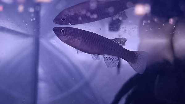 Femelle ♀️ Fundulopanchax gardneri Nsukka