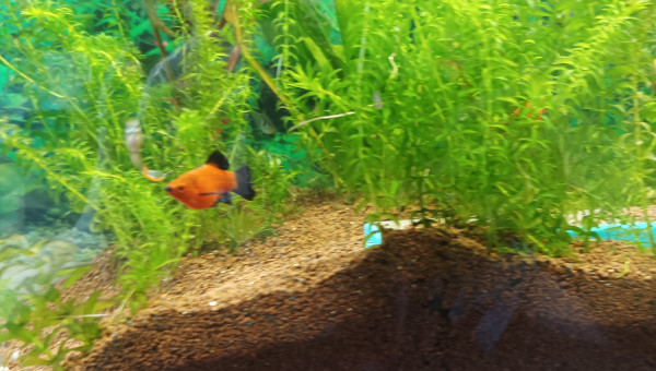 parlons un petit peu poisson