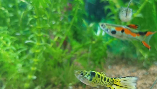 andlers tigré jaune queue en forme de flamme