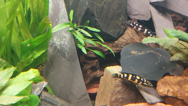 Cichlidés tanganyika planté