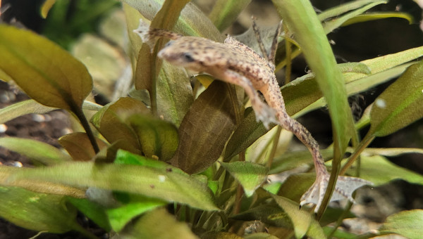 Hymenochirus boettgeri