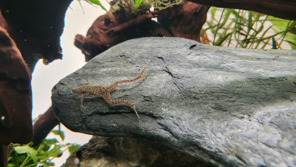 Hymenochirus boettgeri