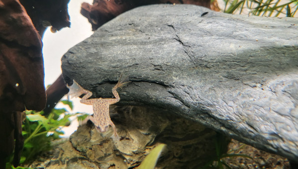 Hymenochirus boettgeri