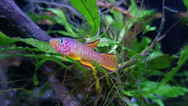 Mâle ♂️ Aphyosemion schioetzi Ngombe Z 91-01