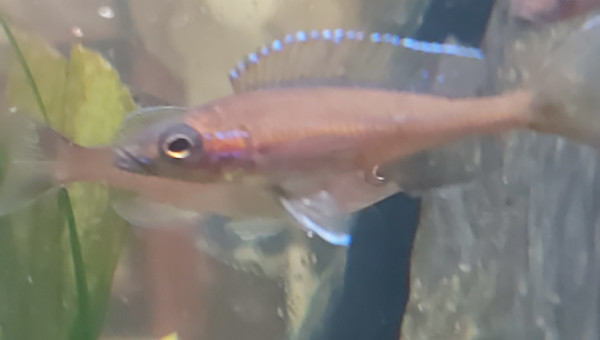 Cichlidés tanganyika planté