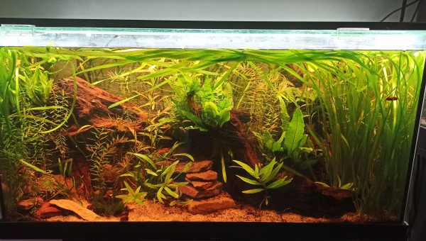 100l Diminutus & Rasboras - MAJ Photo